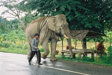 11 Thailand 2002 F1060031 Khao Lak Ausflug Khao Sok_478